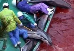 strage di delfini