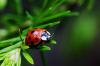 Nine spoted ladybug beetle,(Coccinella movemnotata)<br />
