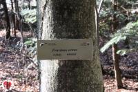 027 fraxinus ornus targhetta