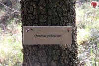 034 quercus pubescens