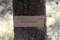 034 quercus pubescens