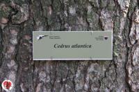 035 cedrus atlantica