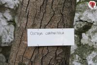 049 ostrya carpinifolia