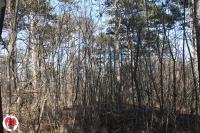 059 intrico alberi