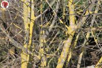 071 alberi muschio giallo