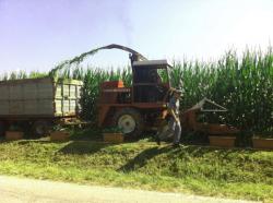 campo mais transgenico