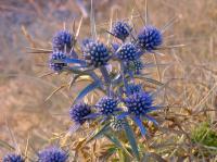 carso eryngium amethystinum cdn