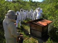 corso apicultura