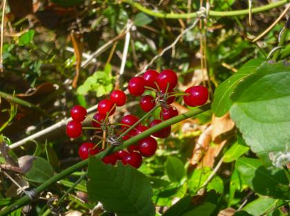 edera spinosa