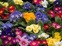 fiori di primavera