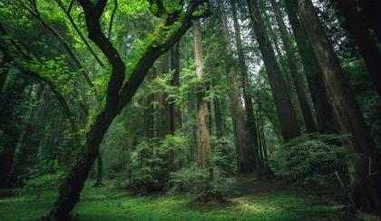 foresta di alberi