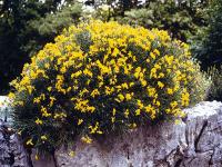 ginestra stellata