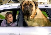 mastiff inglese