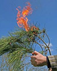 piromane albero