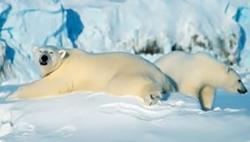 polar bears svalbard norway