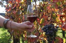 vino di qualita