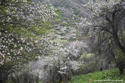 3-fioritura-di-malus-sieversii