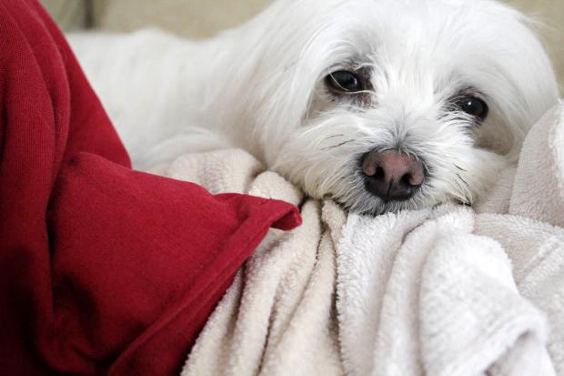 cagnolino