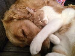 cane-e-gatto