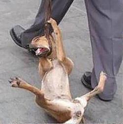 cane torturato