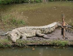 coccodrillo gigante