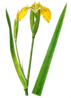giaggiolo giallo