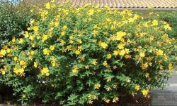 hypericum