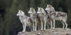 Four wolves on granite boulder, all looking in same direction