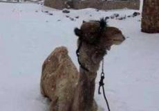 neve cairo 05