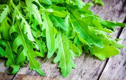 rucola