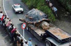 tartaruga gigante