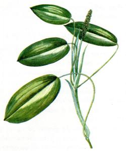 verniera