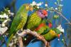 Lorikeets, Loris