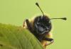 Orange Margined Sawfly (Trichiosoma laterale) portrait