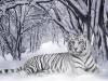 wallpaper tigre 005